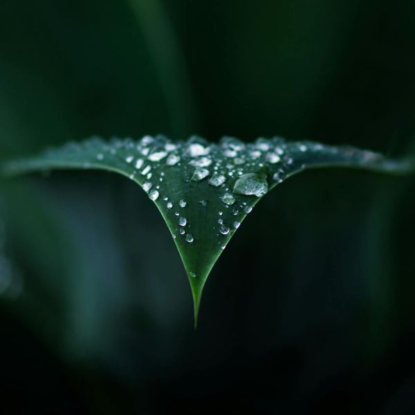 A dew drop on a leaf with the background blurred.