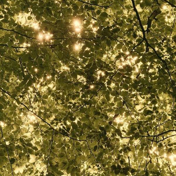 Sunlight filtering through green leaves in a forest.